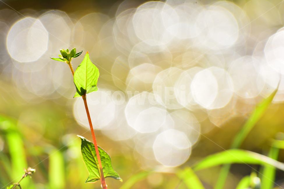 atmosphere,By the stream,September,lyricism,fall image,fall,stream,affix,Emotion,bokeh of light,Phil,sensible,soft,November,macro,fall colors,herbal,autumn background,riverside,feeling,outdoor,wildflowers,emotion,vintage,background,plant,bokeh,october,wil