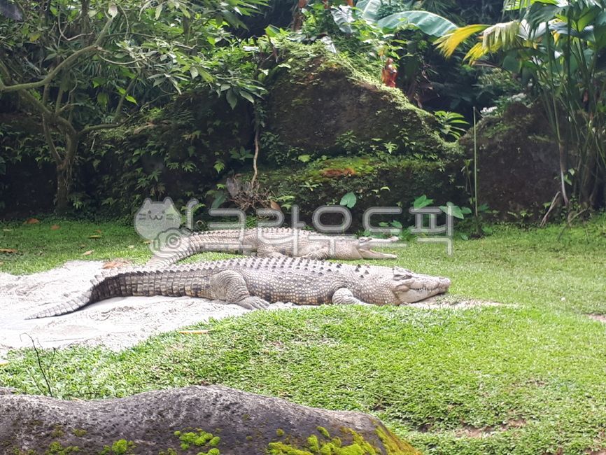 crocodile,alligator,Crocodile,animal,Zoo,zoo