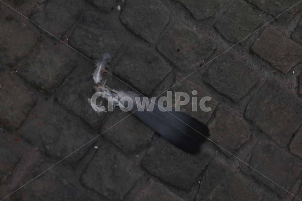 feather,bird,ground,깃털,새,땅