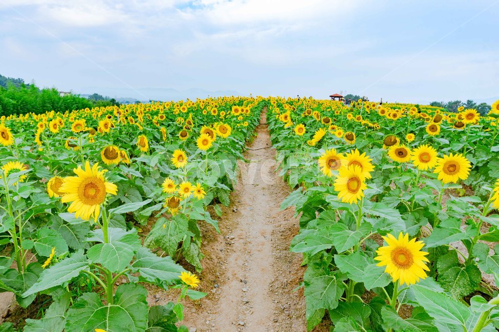 해바라기,해바라기밭,강주마을,함안,함안축제,꽃,식물,식물,자연,plants,nature,꽃,flower