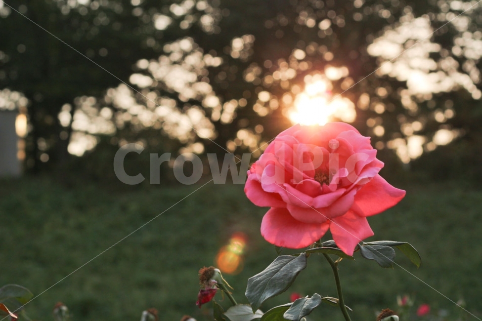 장미,꽃,장미꽃,빛,한송이,식물,자연,plants,nature,꽃,flower,감성,sensible,feeling