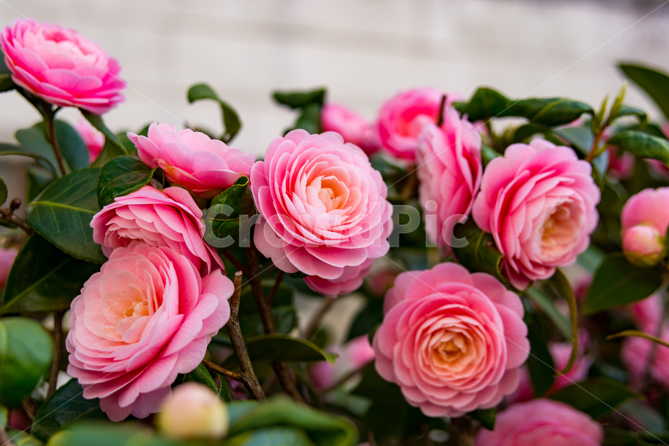 봄,꽃,동백꽃,자연,flower,동백,핑크,pink,색감,나무,꽃나무,봄,계절,spring,season,식물,자연,plants,nature,꽃,flower,plant,rose,장미,blossom