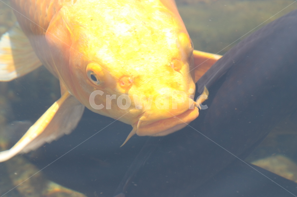 물고기,금붕어,물,연못,먹이,큰물고기,큰금붕어,큰,동물,animal,어류,물고기,fish