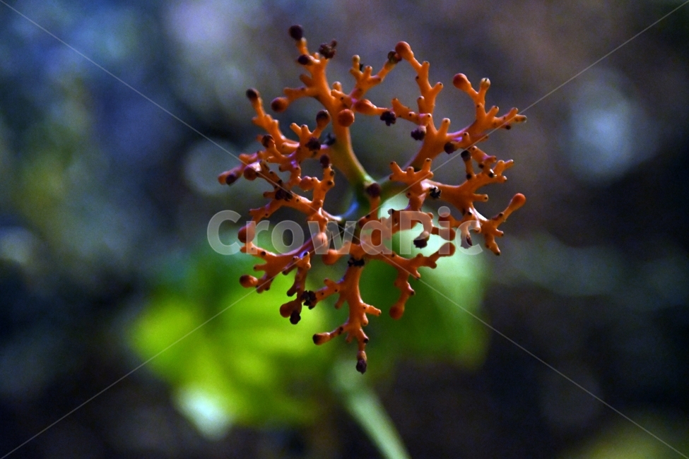 생명,자연,생물,환경,녹색,잎,잎사귀,나뭇잎,물방울,이슬,식물,plants,natrue,식물,자연,plants,nature