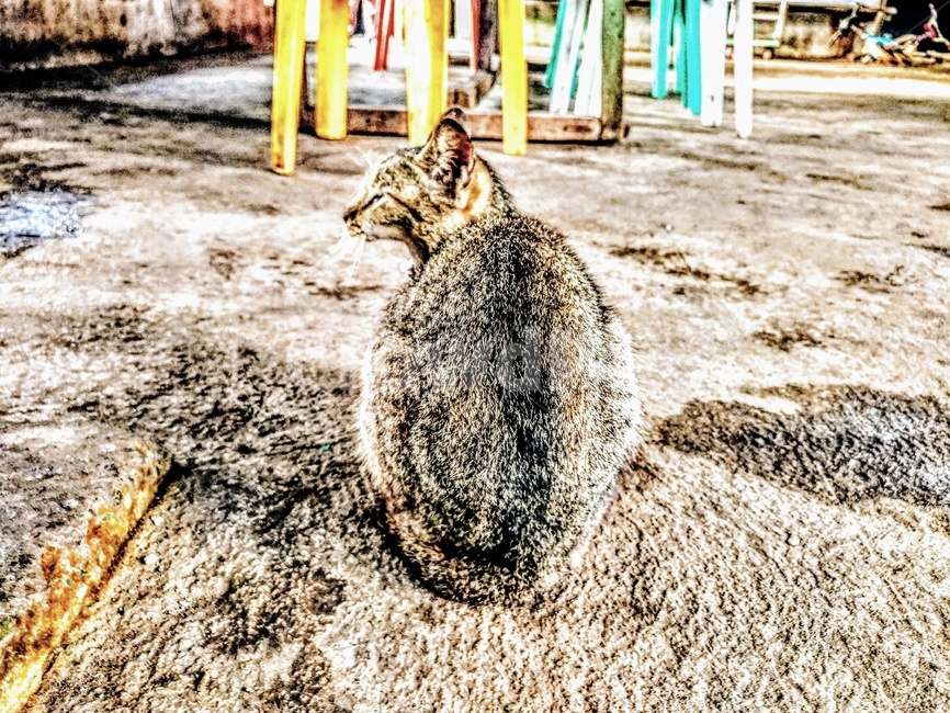 고양이,동물,뒷모습,마당,집
