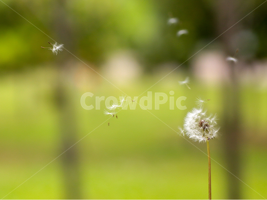 봄,민드레홀씨,꽃,자연,초록색,봄,계절,spring,season,식물,자연,plants,nature,꽃,flower,감성,sensible,feeling,plant,blossom,dandelion,민들레