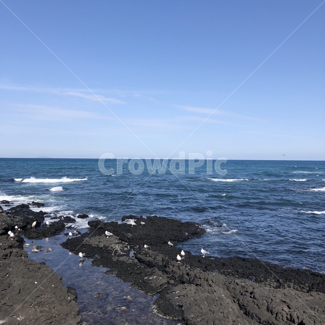 sea,바다,outdoors,ocean,제주도,nature,자연,새