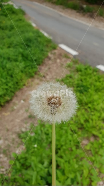 민들레,홀씨,잡초,도로,plant,식물,blossom,flower,꽃,식물,자연,plants,nature