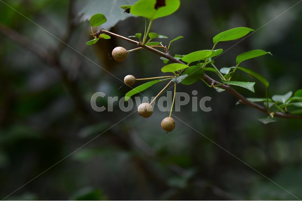 콩배나무,야생화,꽃,식물,자연,생태,플라워,flower,plants,nature,나무,식물,자연,plants,nature,과일,열매,fruit