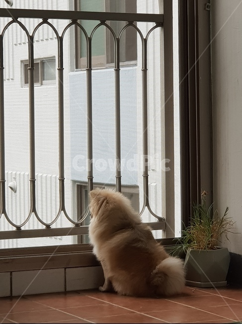강아지,애완동물,기다림,이별,포메라니안,슬픔,동물,animal,포유류,mammal,개,강아지,dog,doggy,고독함,외로움,쓸쓸함,우울함,슬픔,lonely,solitary