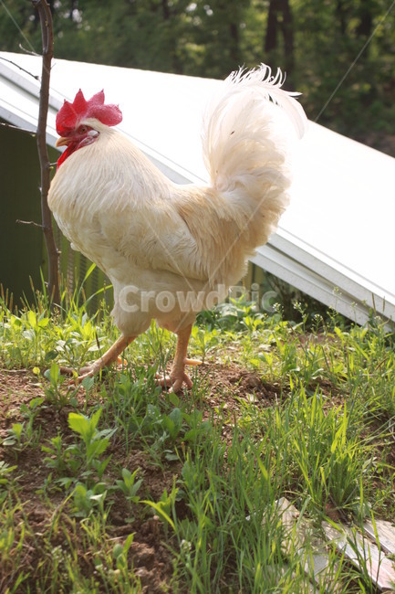 동물,닭,수탉,애완닭,동물농장,동물복지,animal,bird,chicken,동물,animal,조류,새,birds