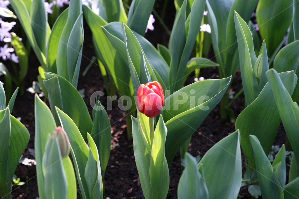 꽃,정원,튤립축제,식물,꽃밭,튤립,flower,garden,tulip,식물,자연,plants,nature,꽃,flower