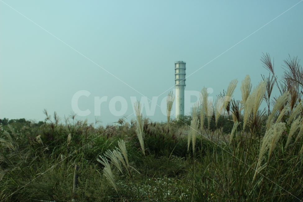 공원,자연,휴식,힐링,하늘공원,하늘,갈대,식물,자연,plants,nature