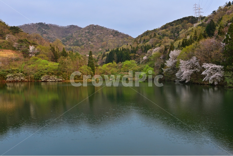 전남,화순,세량지,세량제,봄,저수지,반영,벚꽃,산,nature,자연,outdoors,옥외,초록,봄,계절,spring,season,자연,풍경,nature,landscape,한국자연풍경,한국자연경관,korea nature landscape