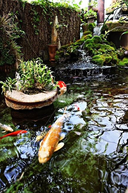 연못,비단잉어,물고기,잉어,자연,동물,animal,어류,물고기,fish