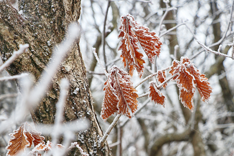 한라산,1100고지,눈꽃,설경,눈,snow,자연,옥외,outdoors,nature