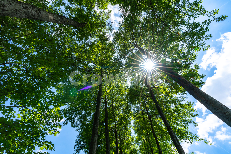 맑음,하늘,나무,푸르름,공원,숲,sky,tree,park,foreset,햇살,sunshine,식물,자연,plants,nature,나무,trees,wood,휴식,힐링,rest,relaxation,healing