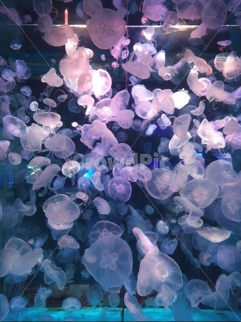 해파리,수족관,jellyfish,해양생물,수중생물,보라색,보랏빛,부유,젤리피쉬,동물,animal