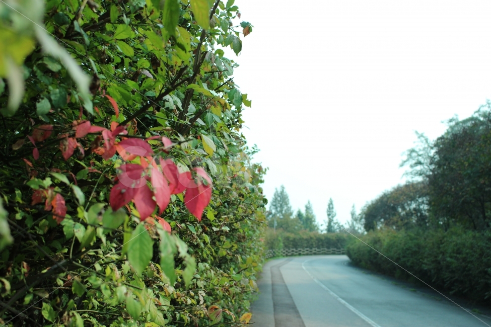 꽃,공원,자연,휴식,힐링,하늘공원,하늘,식물,자연,plants,nature