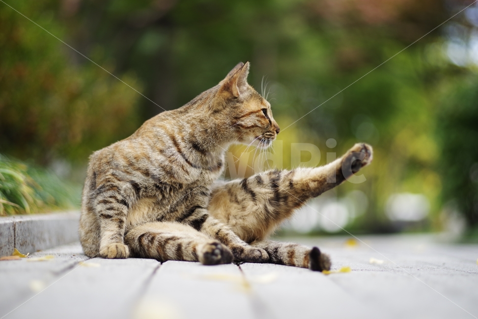 subtlety,yoga,yoga cat,wild animals,stretching,cute,kitty,kitten,stray cat,pretty photo,Minyan,street,cat,streetcat,straycat,stretching cat,wildlife,wildcat,lovely,stray,wildanimal,Emotional photo,wild cat,animal,autumn,Wallpapers,wild,adorable