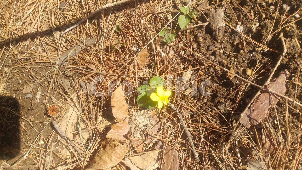 꽃,flower,식물,들꽃,plant