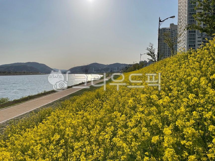 spring,trail,rape flower,riverside,flower