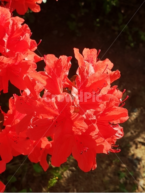 철쭉,철쭉꽃,아침철쭉,붉은철쭉,정열의색,식물,자연,plants,nature,꽃,flower
