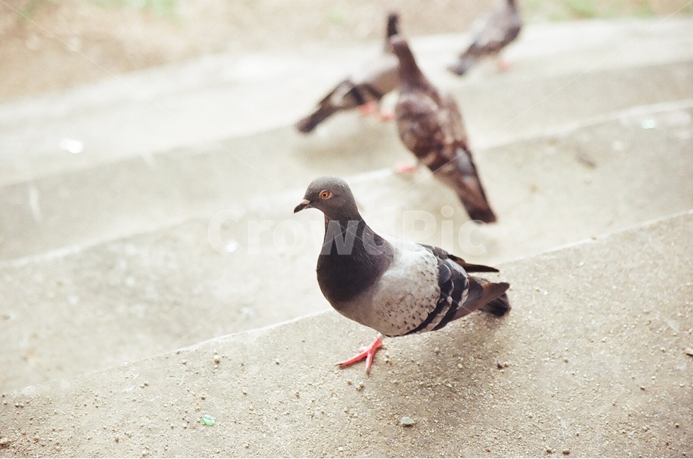 비둘기,조류,새,동물,야생,동물,animal,조류,새,birds