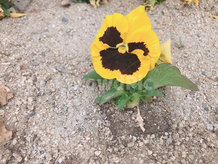 꽃,팬지,꽃한송이,노란꽃,삼색제비꽃,봄꽃,봄,노랑보라꽃,흙,팬지꽃,들꽃,제비꽃,pansy