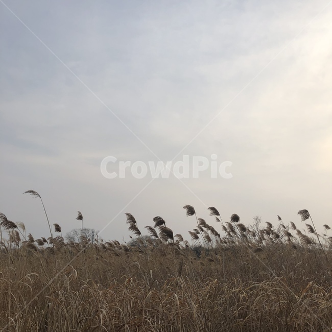 갈대,바람,풍경,나무,조화,햇빛,자연,풍경,nature,landscape,grass,잔디,plant,식물,lawn,reed