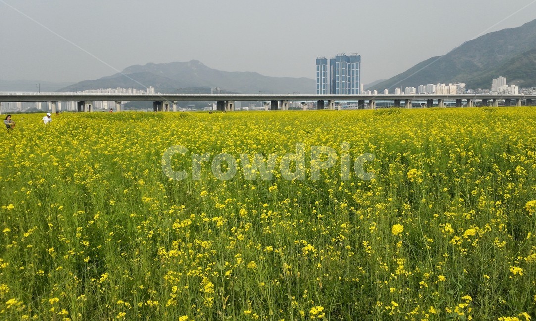 유채꽃밭,꽃밭,유채꽃,봄,대저유채꽃,꽃,식물,자연,plants,nature,꽃,flower