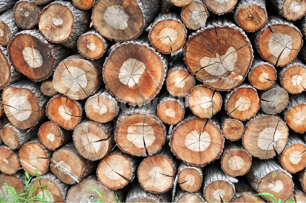 나무,자연,벌목,제재,제재목,나무,trees,wood