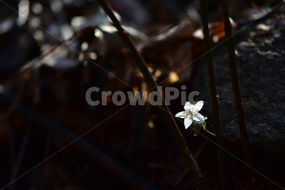 너도바람꽃,야생화,봄,꽃,풀꽃,자연,식물,식생,감성,힐링,plants,nature,spring,season,flower,emotion,feeling,흰색,초본,너도바람꽃속