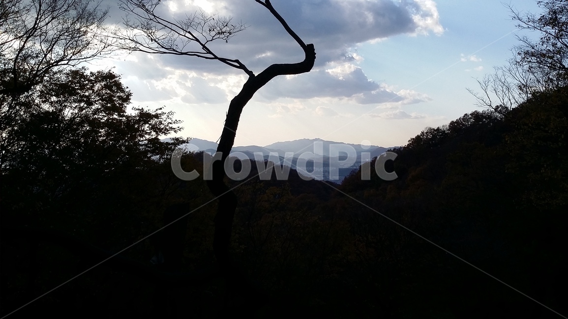 나무,하늘,경치,구름,산,식물,자연,plants,nature,나무,trees,wood