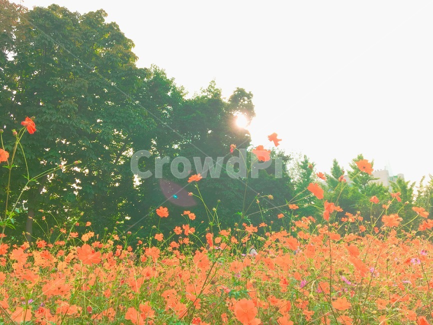 올림픽공원,들꽃마루,황화코스모스,노란코스모스,꽃,가을,계절,fall,autumn,season,light,빛,flare,플레어