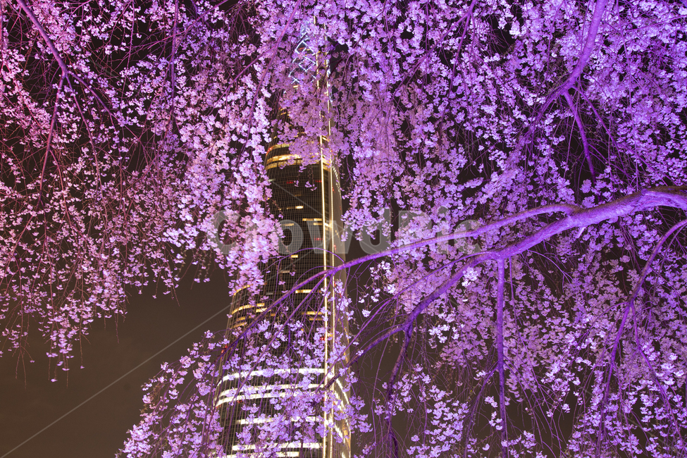 꽃,분홍,봄,자연,봄꽃,나무,시즌,플라워,배경,야외,생화,식물,계절,화사,생명,봄날,느낌,감성,석촌호수,야간,불빛,건물,빌딩,조명,밤,어두운,도시,서울,강남