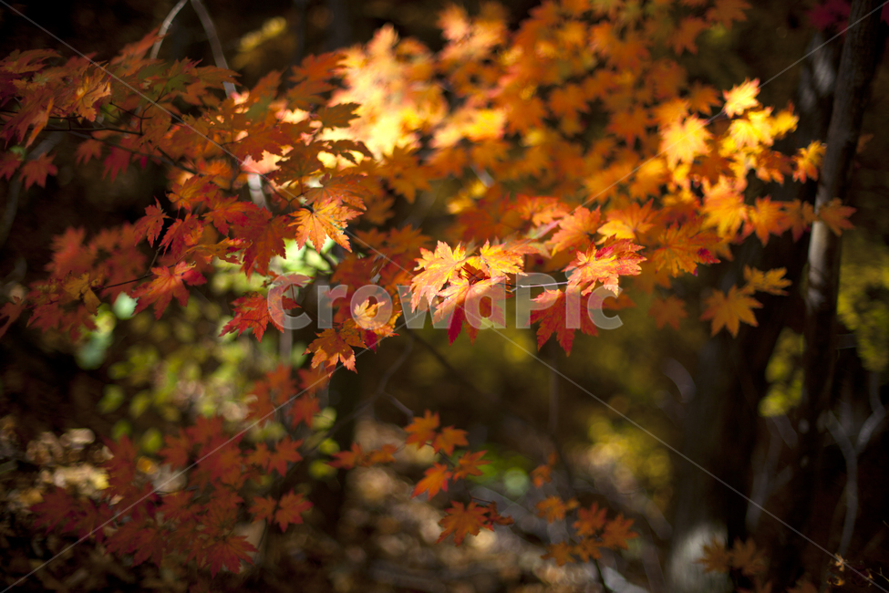 단풍,가을산,나무,숲,가을숲,가을,가을,계절,fall,autumn,season,leaf,잎,plant,식물,tree,maple