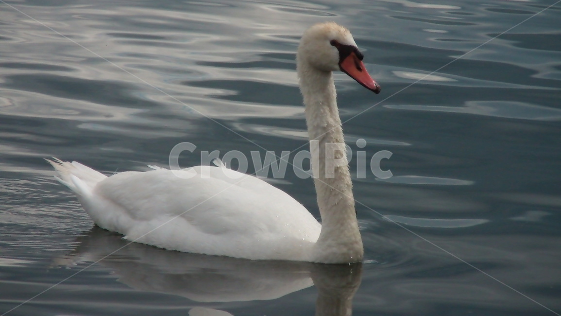 캐나다거위,야생거위,자연풍경,거위앞모습,새,동물,animal,조류,새,birds