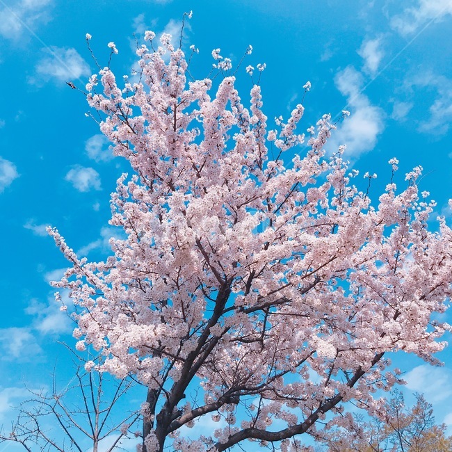 봄,벚꽃,꽃,풍경,계절,springseason,식물,자연,plants,nature,flower,나무,treeswood,공원,하늘,구름