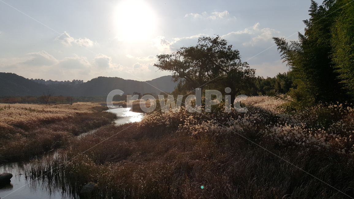 공원,가을,분위기,가을공원,숲