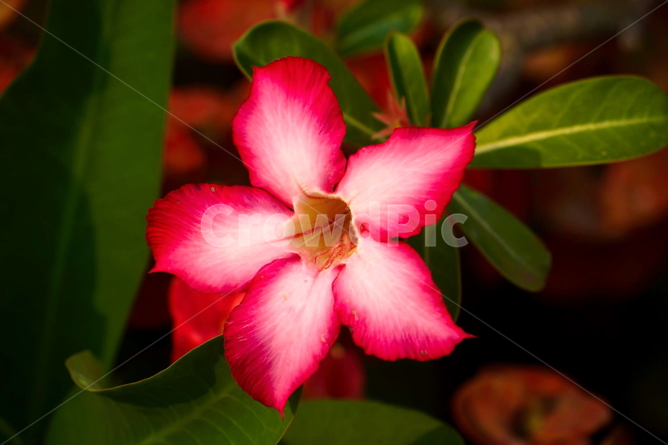plant,식물,blossom,flower,geranium,꽃