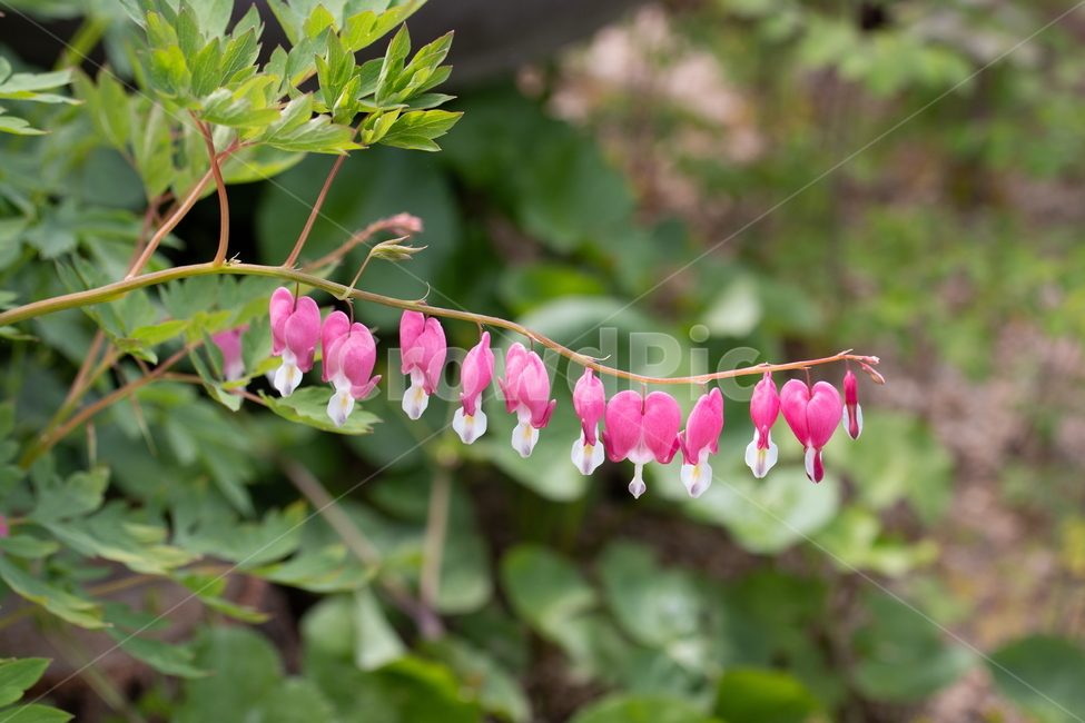 꽃,금낭화,식물,분홍,녹색,식물,자연,plants,nature,꽃,flower