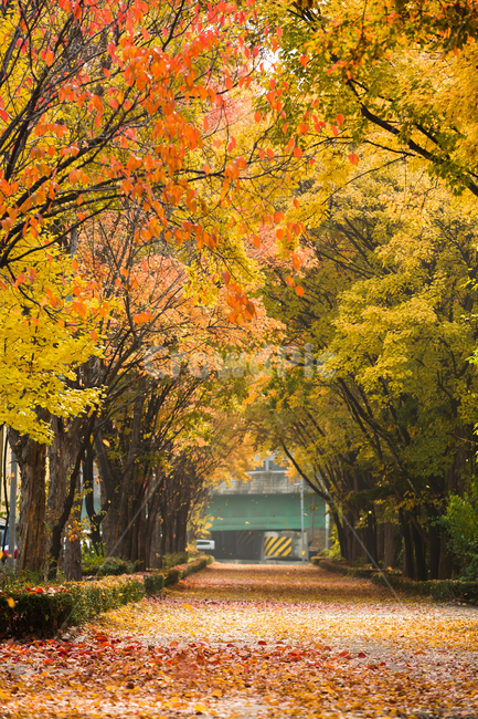 단풍,가을,낙옆,늦가을,가을느낌,가을,계절,fall,autumn,season