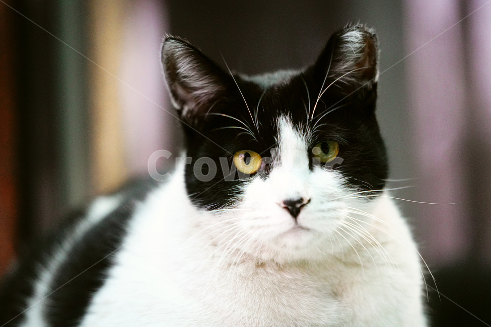 고양이,길고양이,길냥이,야옹이,냐옹이,냥냥이,반려묘,애완묘,반려동물,애완동물,야생동물,펫,캣,포유류,동물,mammal,animal,pet,cat,동물,animal,포유류,mammal,고양이,cat,kitten,kitty