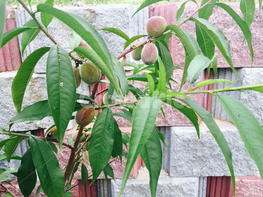 매실,매실나무,여름,감성,녹음,식물,자연,plants,nature,과일,열매,fruit