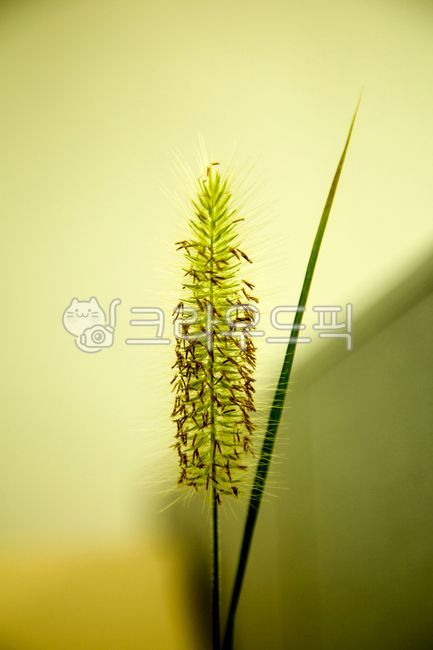 식물, 풀, 꽃, plant, 강아지풀, 사진,이미지,일러스트,캘리그라피 - Nbocrates68작가