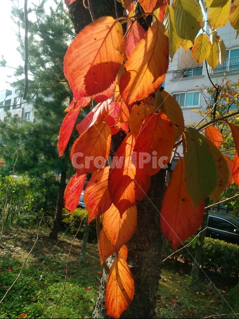 낙엽,단풍,leaf,나뭇잎,단풍나무,식물,자연,maple,나무,낙엽활엽관목,잎,붉은잎,가을,계절,fall,autumn,season,식물,자연,plants,nature,plant,veins,정맥,tree