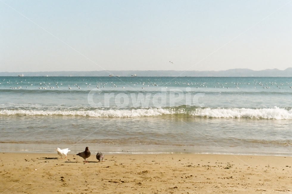 바다,해수욕장,포항영일대,파도,갈매기,자연,풍경,nature,landscape,해변,바다,beach,sea,동물,animal,조류,새,birds,감성,sensible,feeling,outdoors,옥외,water,물,ocean,대양,bird