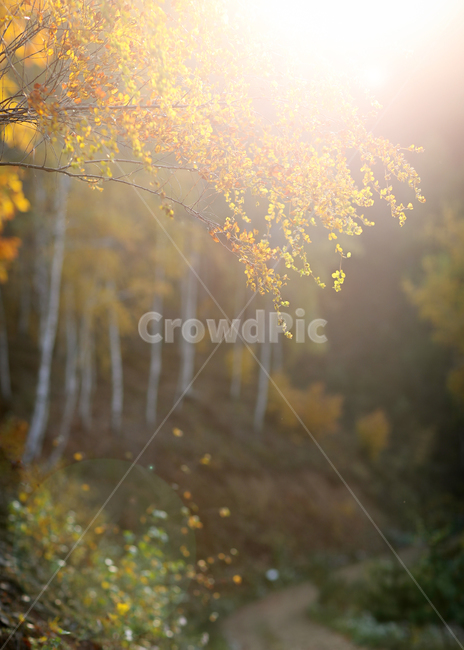 가을,단풍,햇빛,오솔길,나들이,등산,소풍,가을,계절,fall,autumn,season,식물,자연,plants,nature,휴식,힐링,rest,relaxation,healing,light,빛,flare,플레어,tree,나무,plant