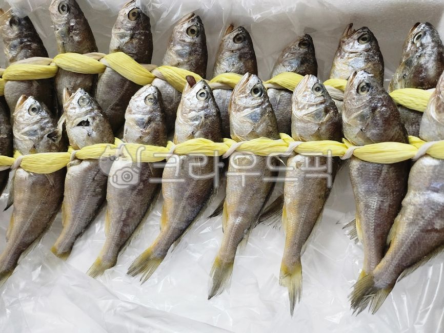 fish, 물고기, 해양생물, sealife, 굴비, 사진,이미지,일러스트,캘리그라피 - sinvi작가